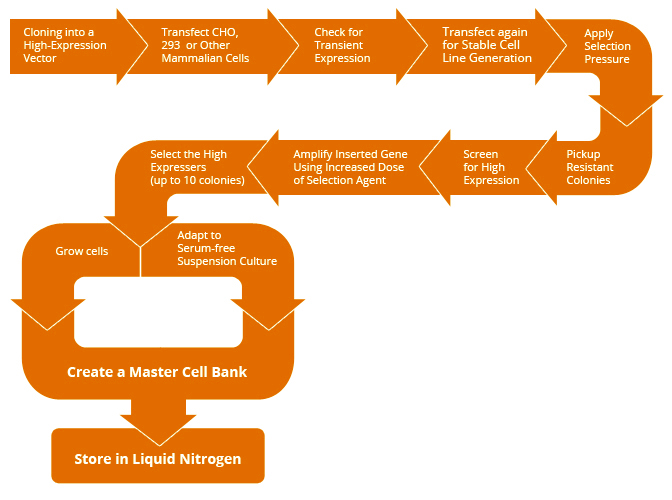 Stable Cell Line